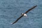 Falkland Islands, West Point Island. Black-browed albatross in flight. Art Print